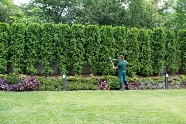 Best Tree and Shrub Care  in Eyota, MN