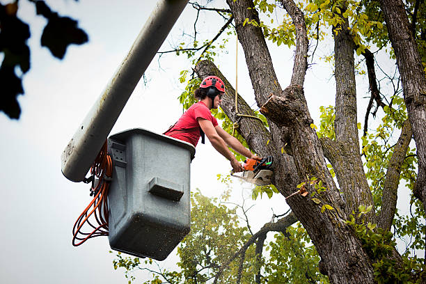 Best Tree Disease Treatment  in Eyota, MN